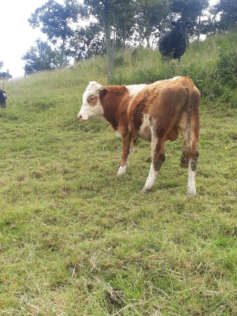 Hermoso Macho Simmental 17 Meses