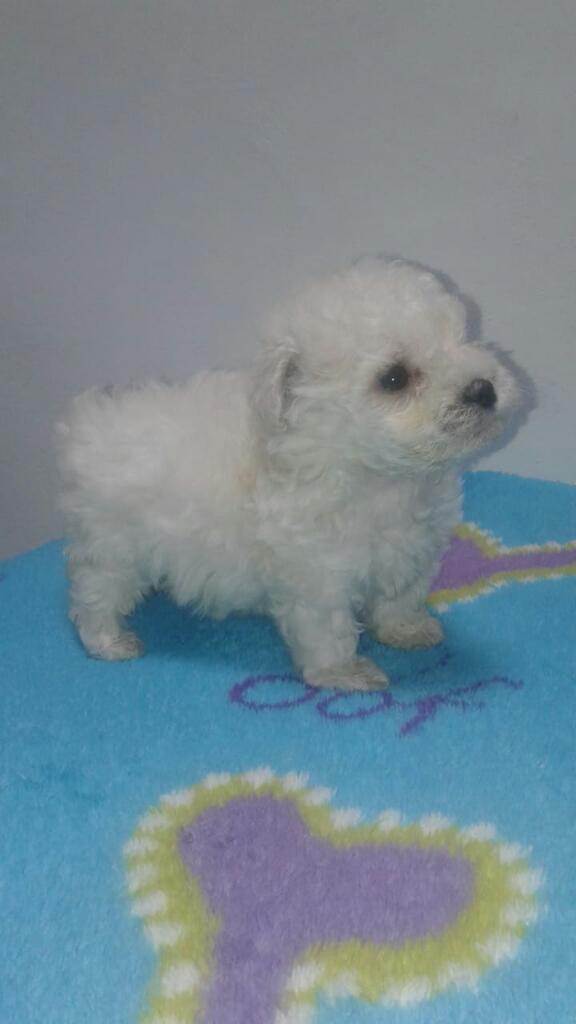 Hermosos French Poodle Tasita de Te