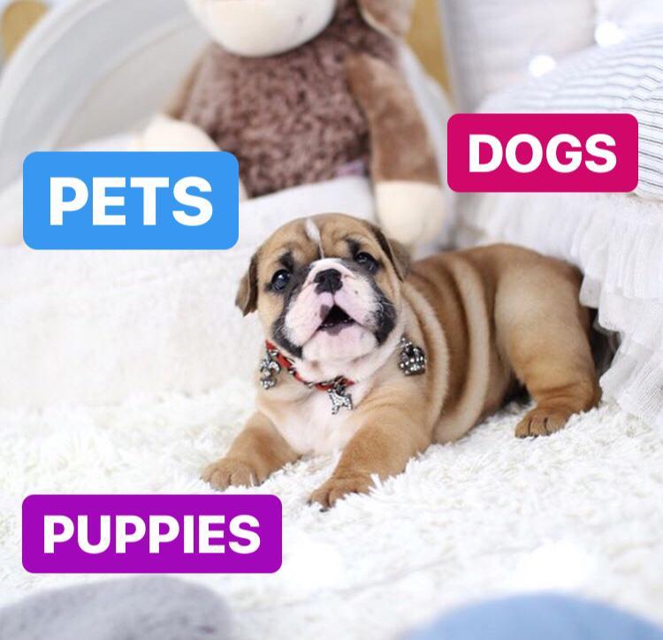 Ingles bulldogs puppies