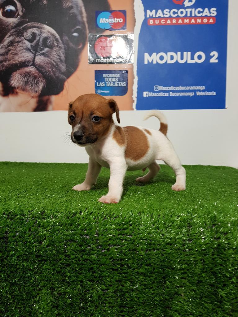 Jack Russell Terriers Muy Hermosos