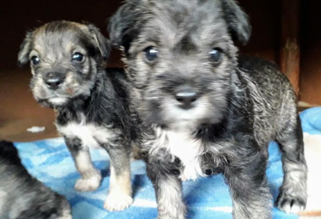 Macho Y Hembra Schnauzer Miniaturas