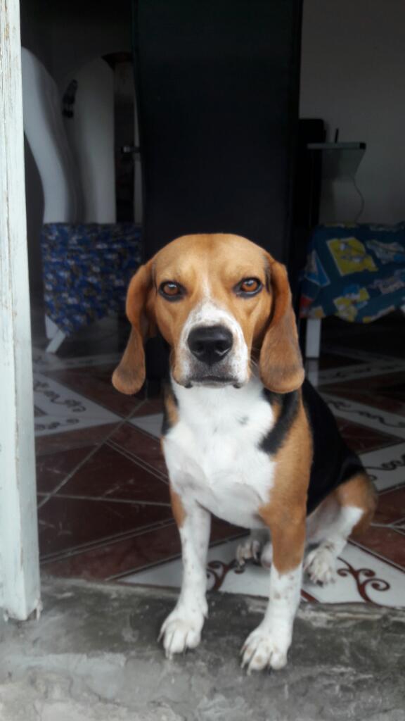 Monta de Beagle