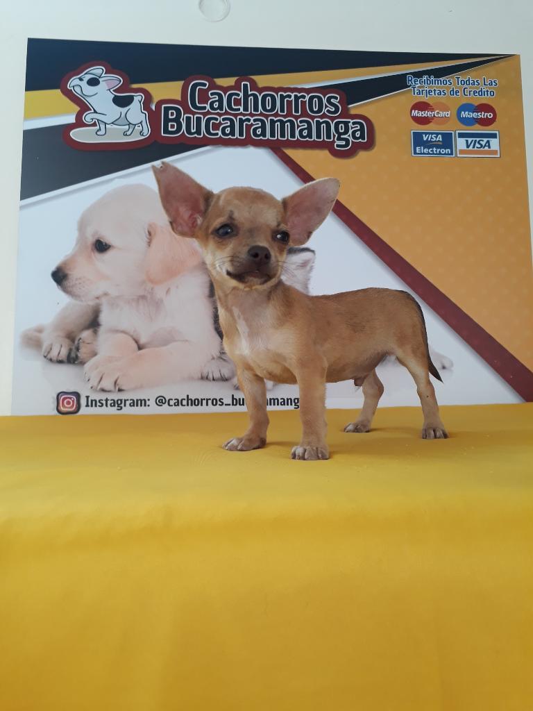 Oferta Chihuahua Macho