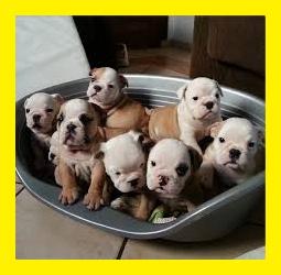 PRECIOSOS BULLDOG INGLES TENGO PARA VENTA