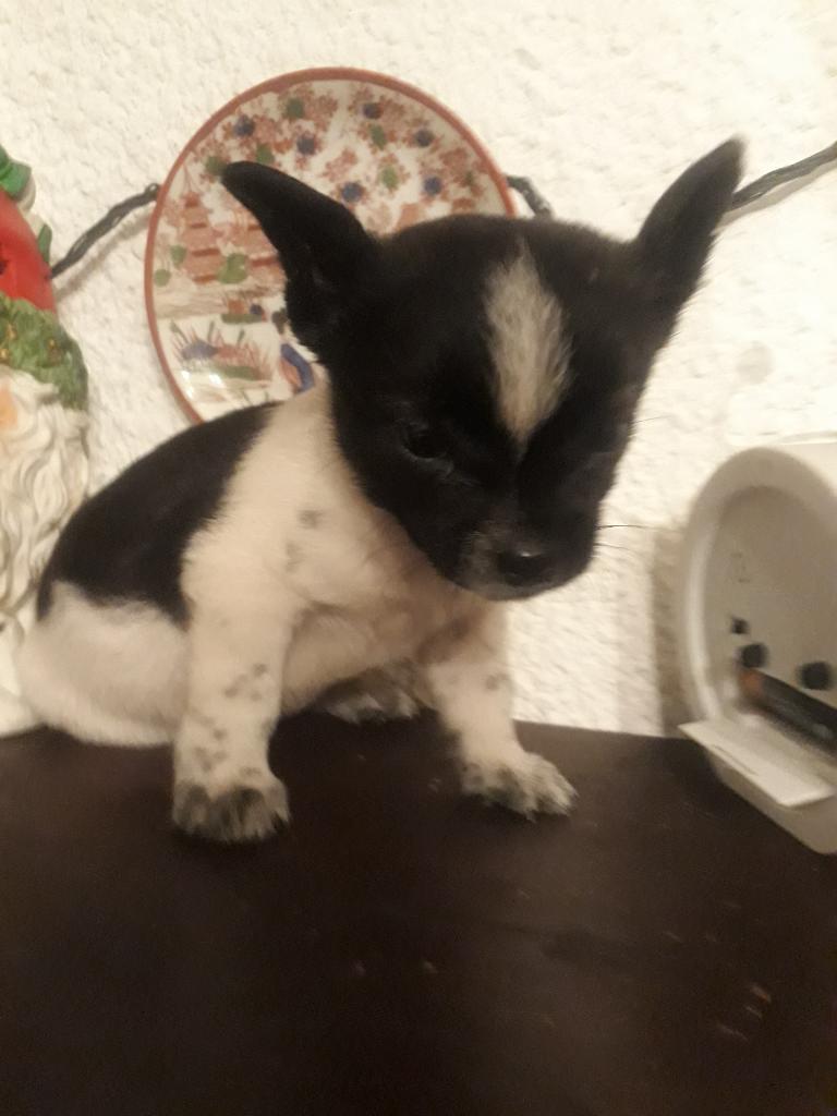 Pincher con Chihuahua Macho