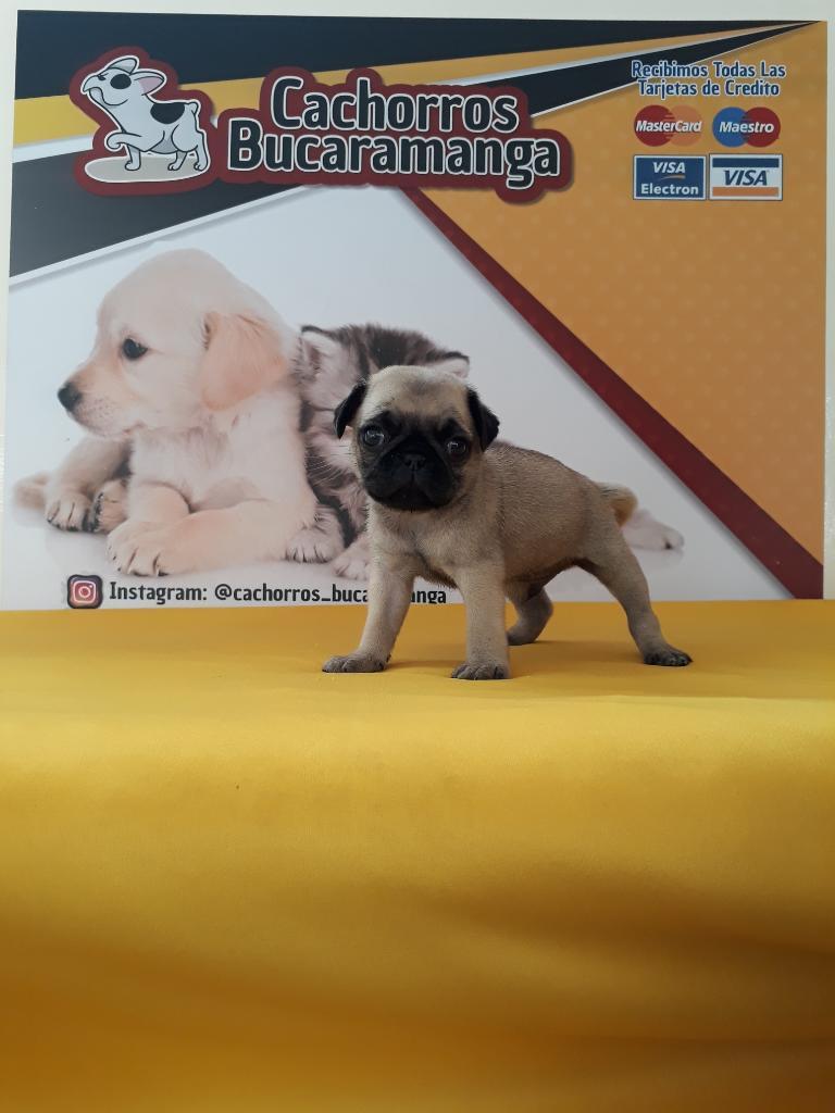 Pug Carlino Encantadores de Raza Pureza