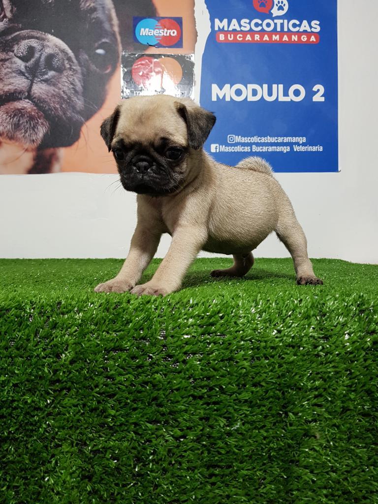 Pug Carlinos Machos Y Hembras en Venta