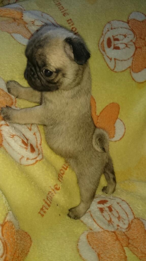 Pug Patas Cortas. Tel 