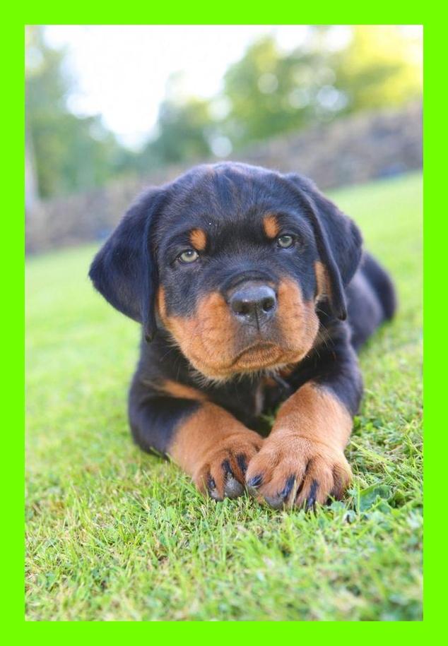 ROTTWEILER ALA VENTA EN CALI CON ENVIOS