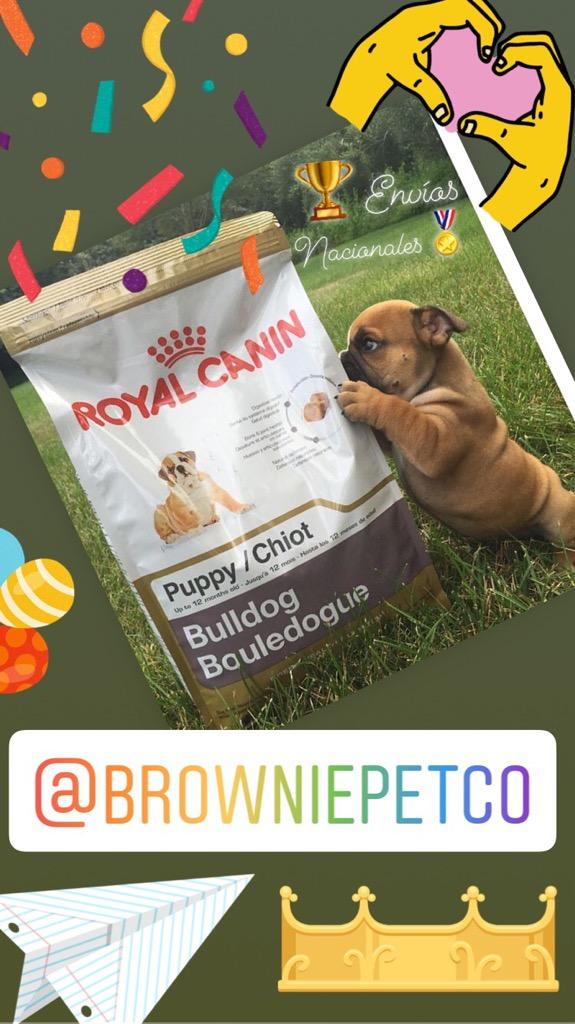 Royal Canin Large Puppy Perro Gato Kitte