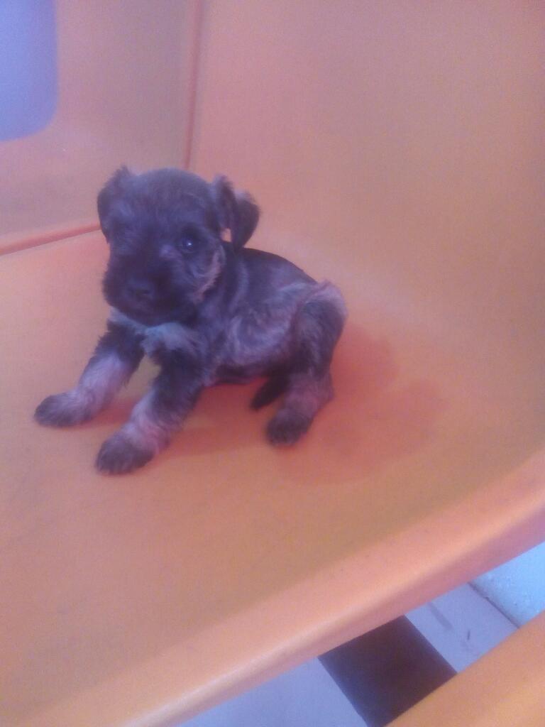 Schnauzer Venta