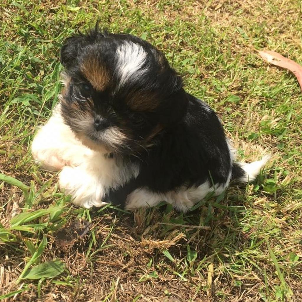 Shihtzu Disponibles Hembras Y Machos