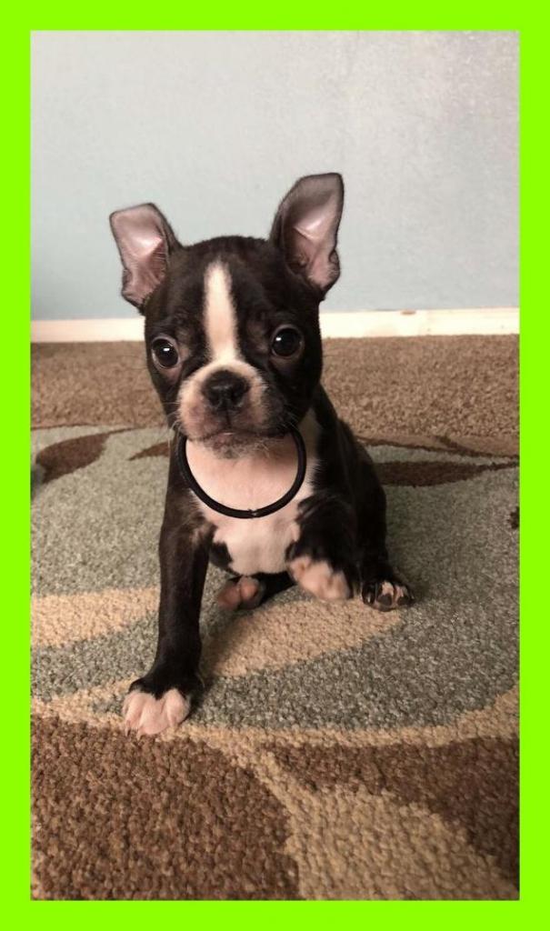 TENGO BOSTON TERRIER ALA VENTA EN TIENDA DE MASCOTICAS CALI