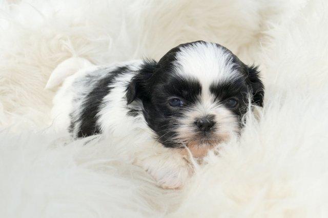 **TIERNOS SHIH TZU EN VENTA GARANTIZADOS**