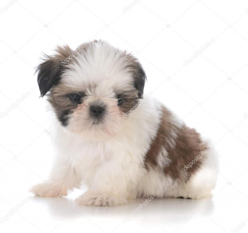 ***TIERNOS SHIH TZU EN VENTA GARANTIZADOS**