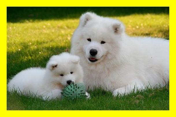 VENDO CACHORROS SAMOYEDOS EN ALMACEN VETERINARIO