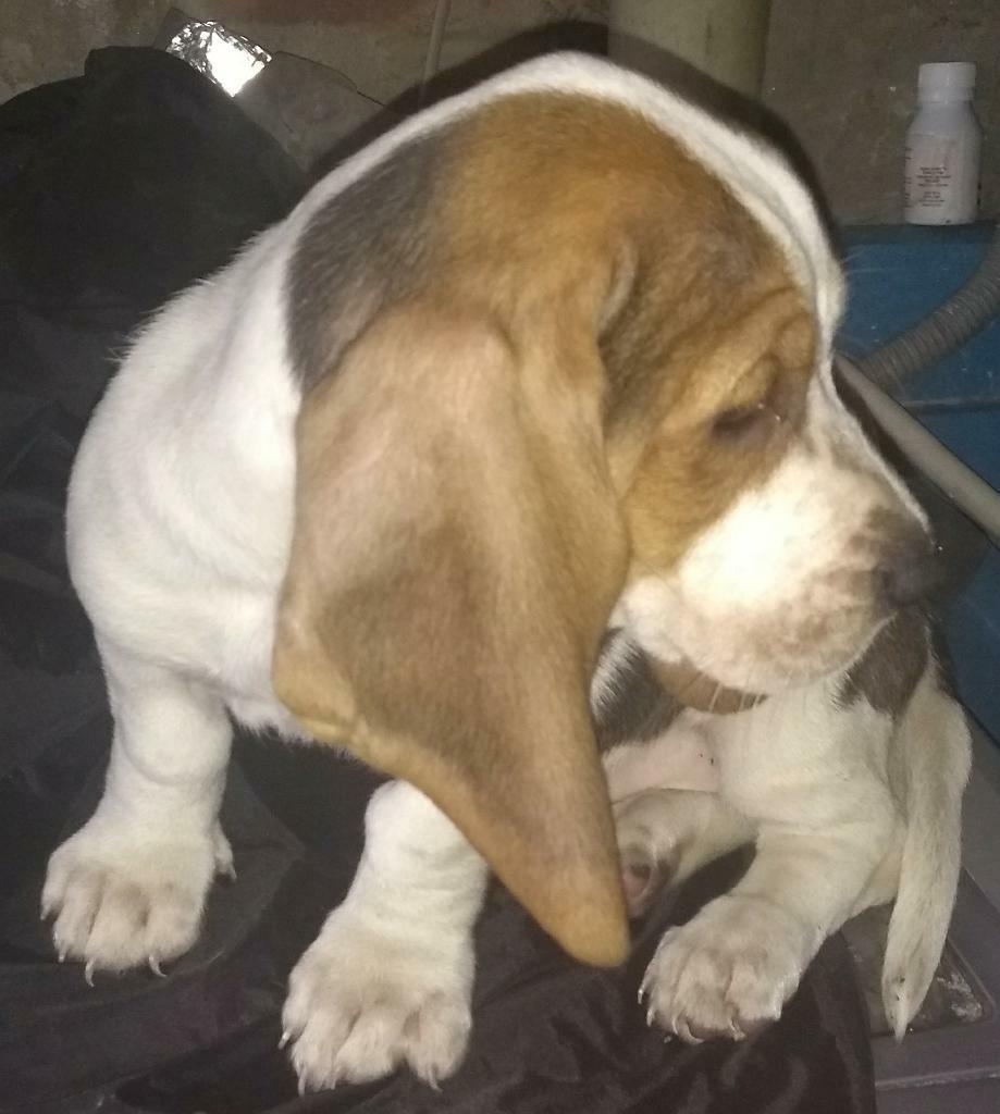 Vendo Ultima Pareja de Basset Hound