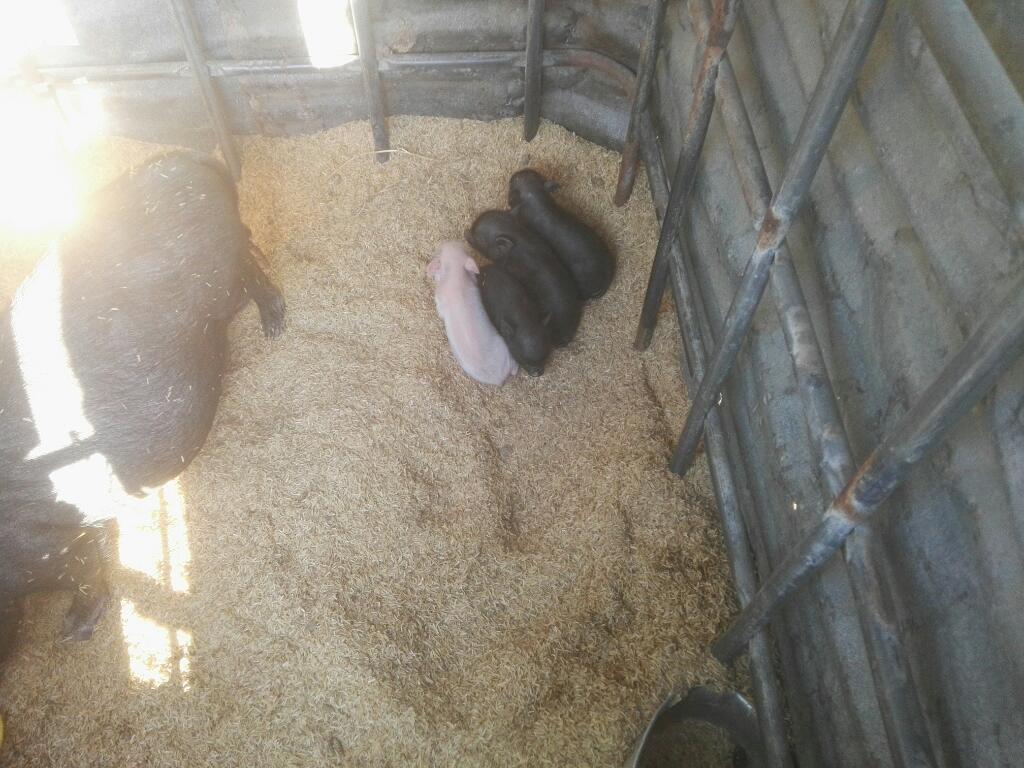 Venta: Cerditos Mini Pig