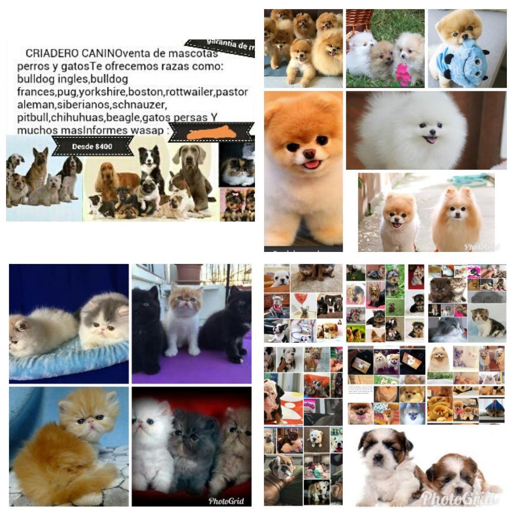 Yorkys Shitzhu Pomeranias Bulldogs Gatos