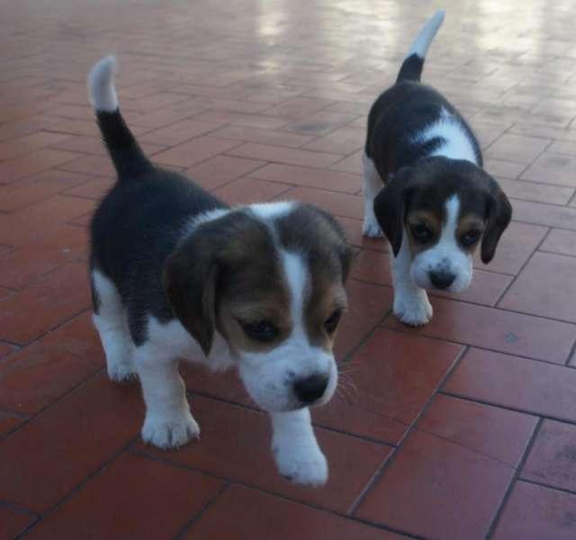 amorosos beagles enanitos muy bellos