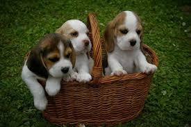 los mas bellos beagles tricolor 13pulgadas