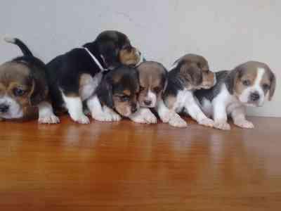 los mas enanitos beagles super bellos