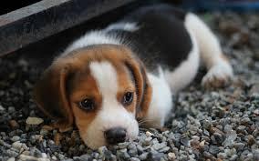 tricolor muy bellos beagles