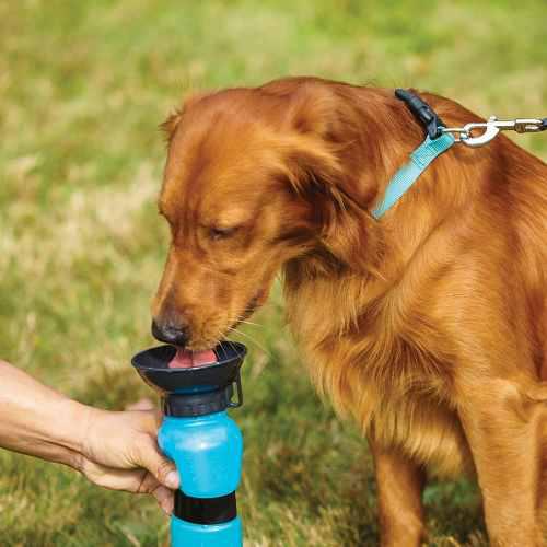 Bebedero Portatil Para Perros Aqua Dog Practico Termo
