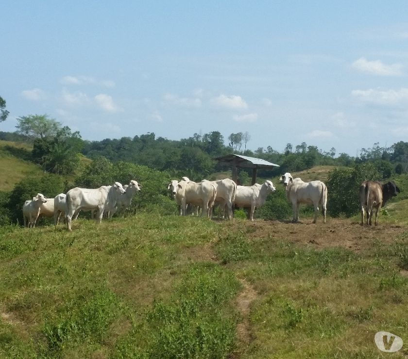 Finca Ganadera de 240 hectáreas En Cimitarra