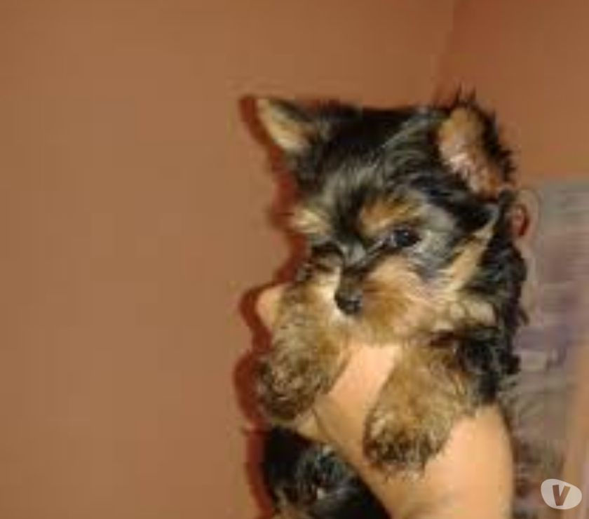 YORKY MACHO LINDO