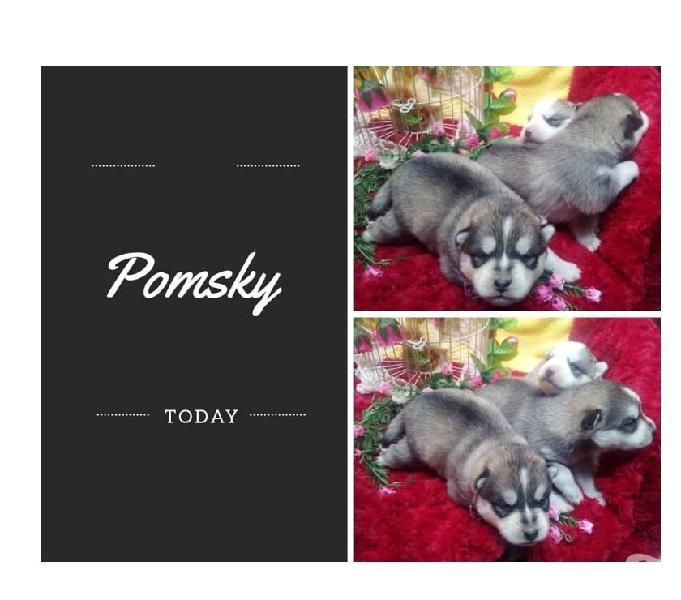 En Venta Pomsky Cachorros Disponibles