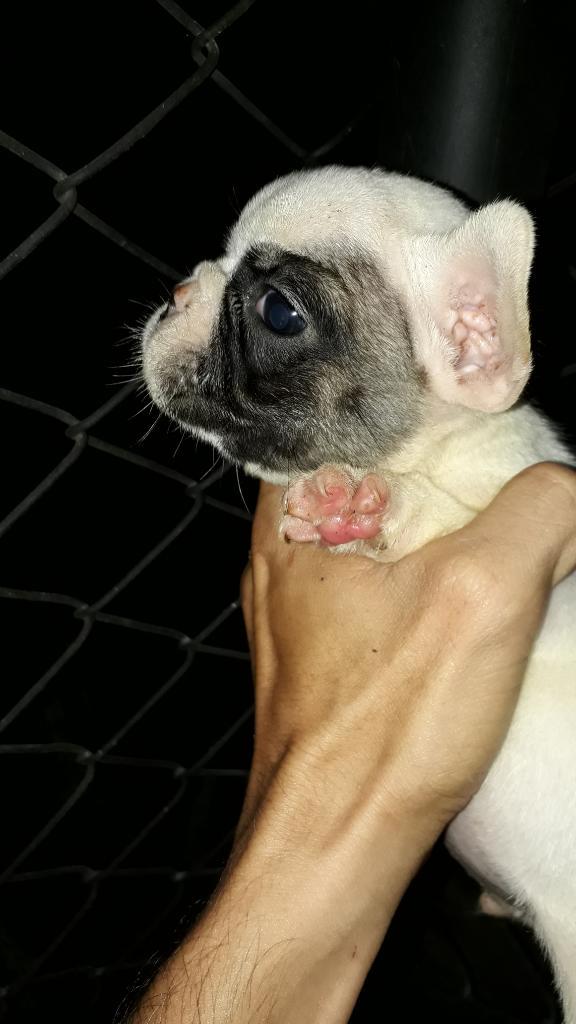 Bulldog Frances Exelente Genetica