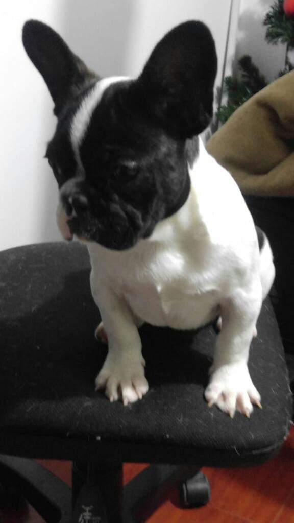 Cachorro Bulldog Frances