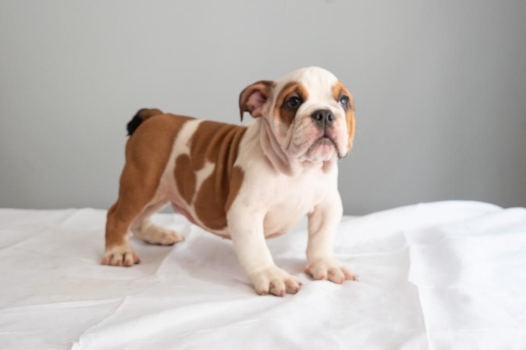 Cachorros Bulldog Ingles Macho Y Hembra