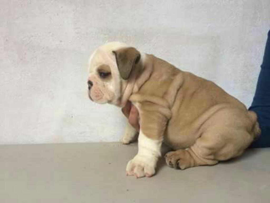 Cachorros Bulldog Ingles en Venta