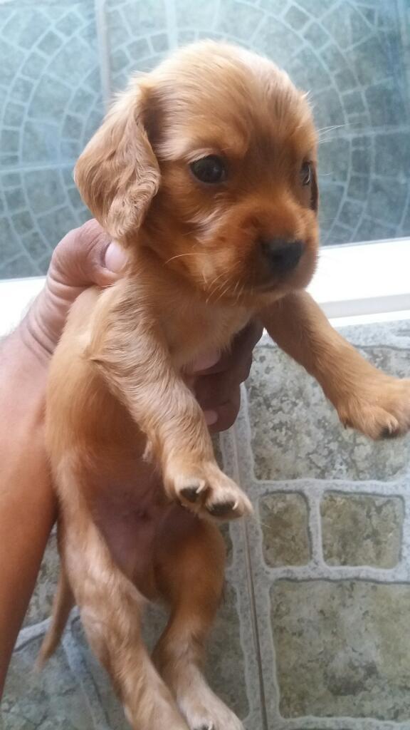 Cachorros Cocker Spaniel