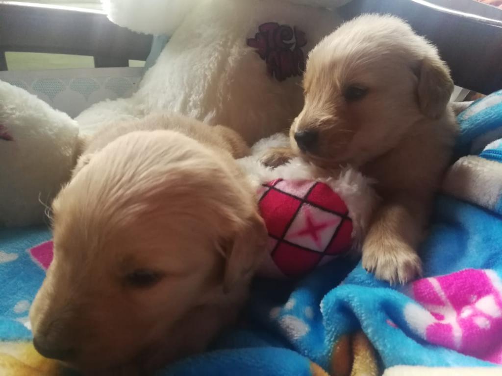 Cachorros Golden Retriever