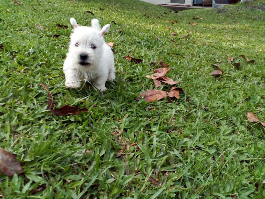 Cachorros Westy preciosos