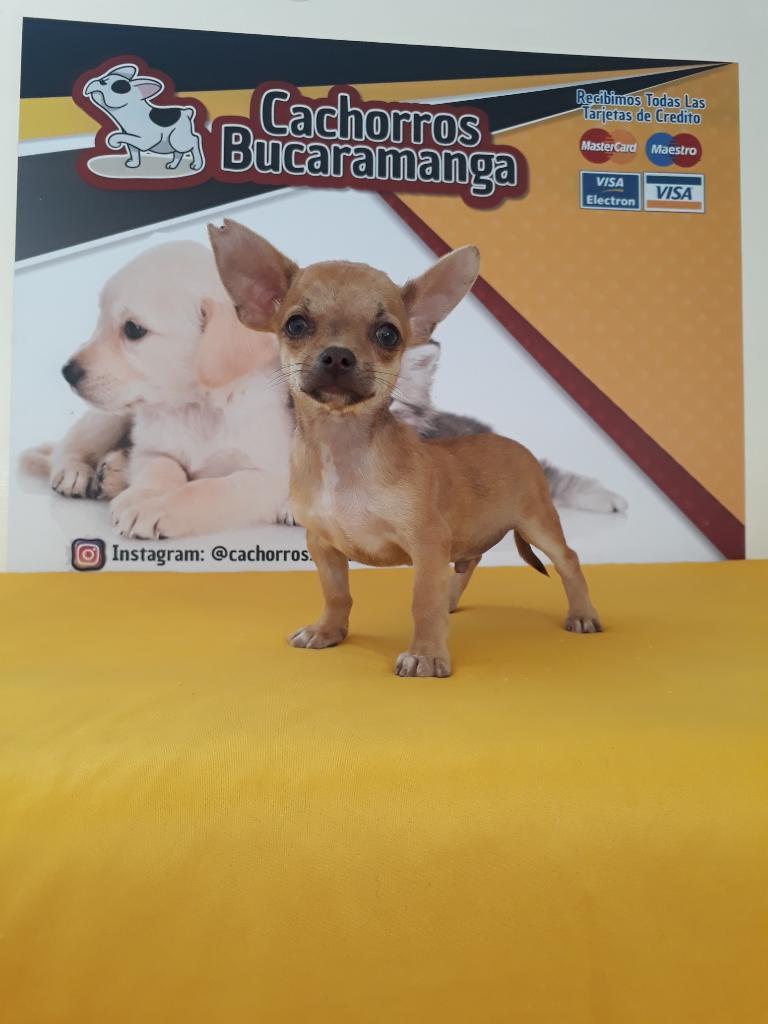 Chihuahua Bolt
