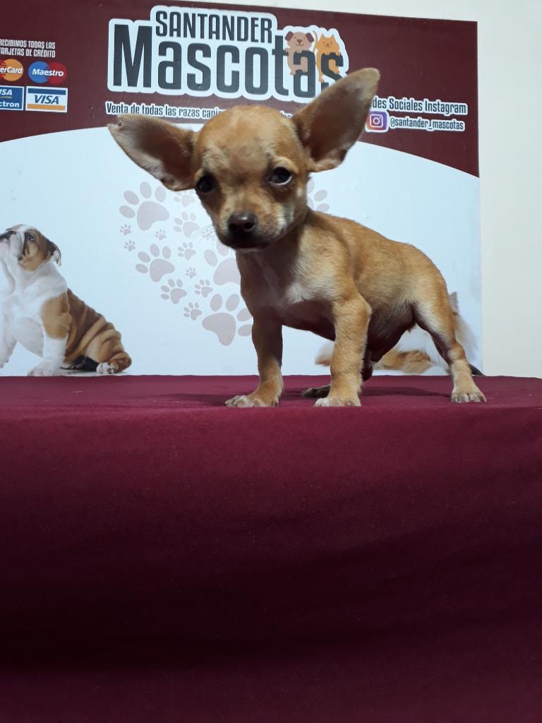 Chihuahua Fenomenalmente Hermoso