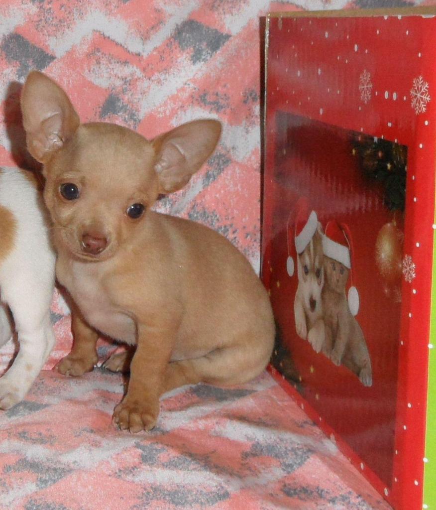 Chihuahua Linea BOGOTANA en Esta Navidad