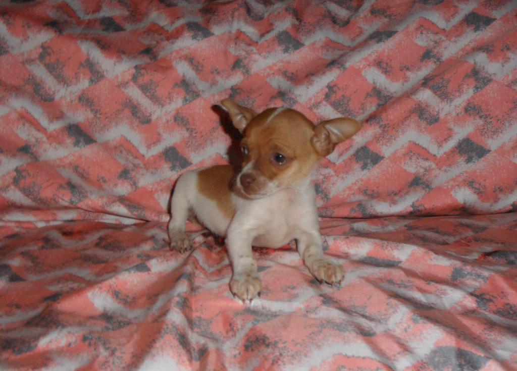 Chihuahua Mini en Venta Original