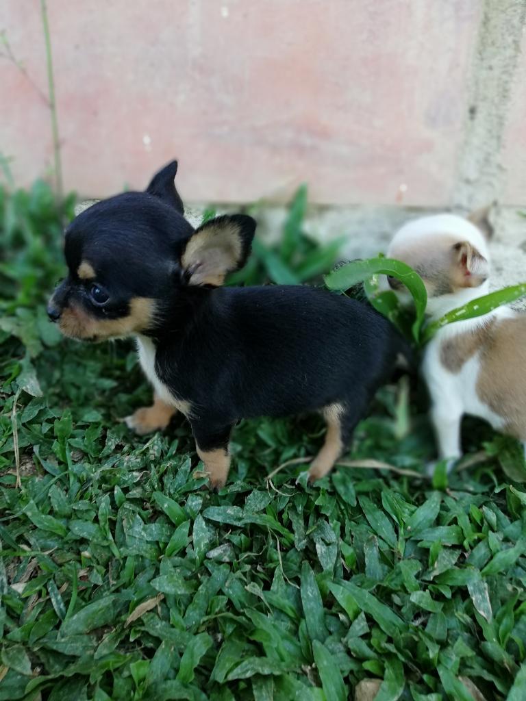 Chihuahuas