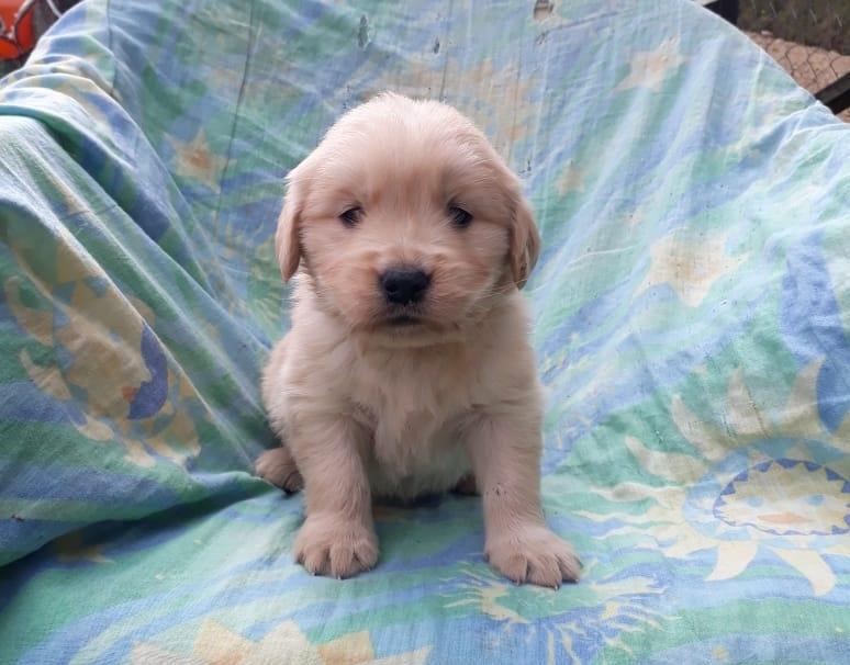 Criadero Canino Emanuel vende hermosos cachorros golden