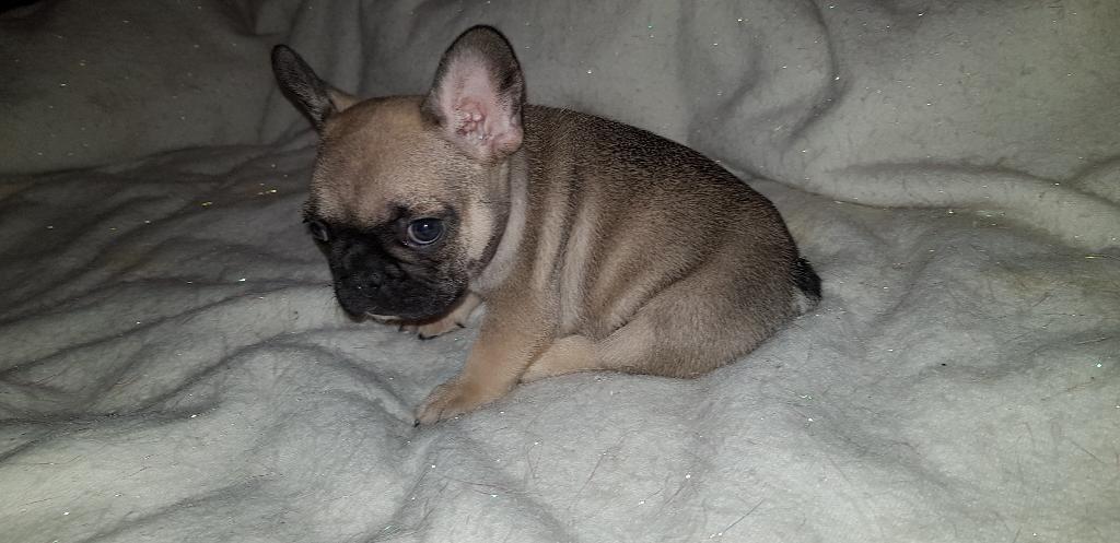 Disponible Cachorros Frances