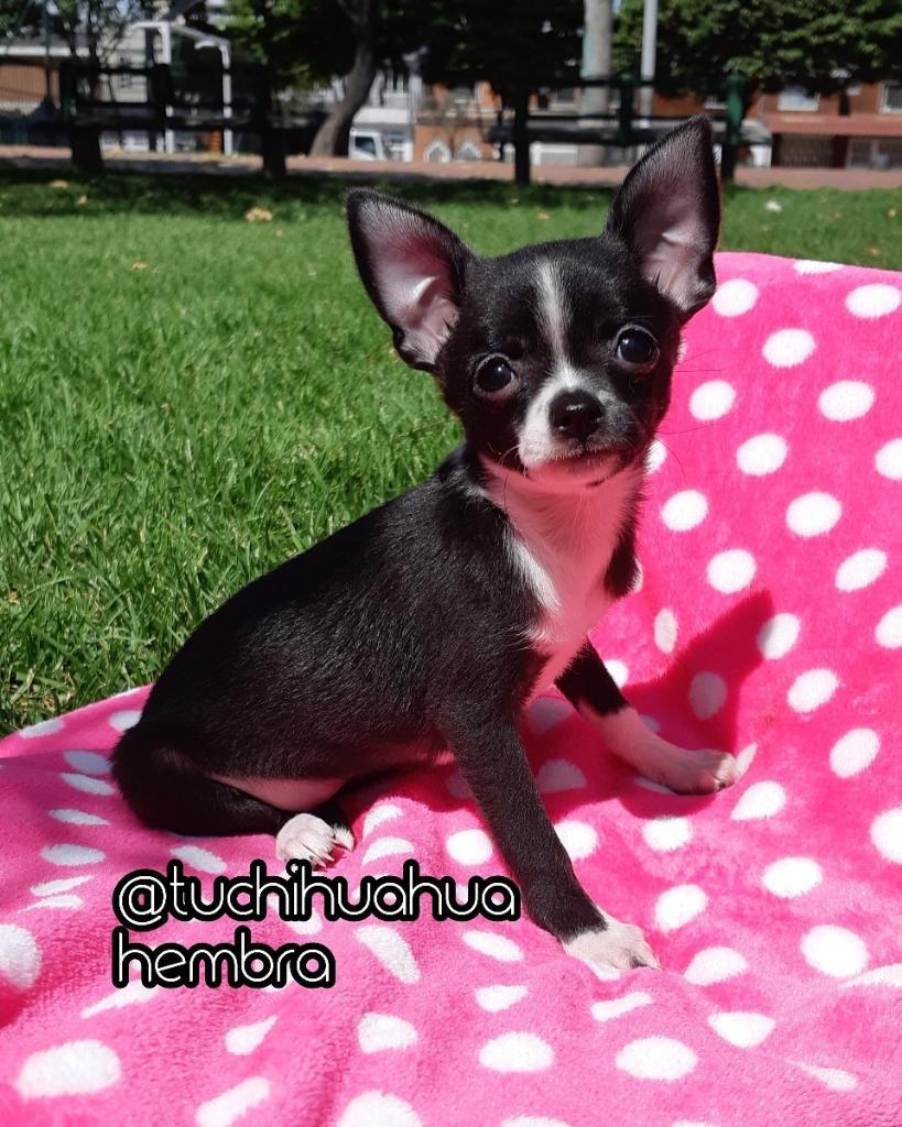 Exclusiva!! Chihuahua For Sale Hembra