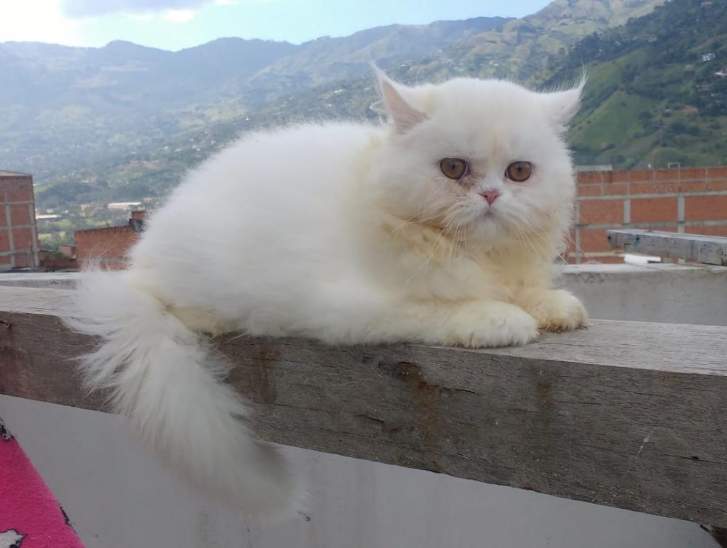 Gato Persa para La Venta