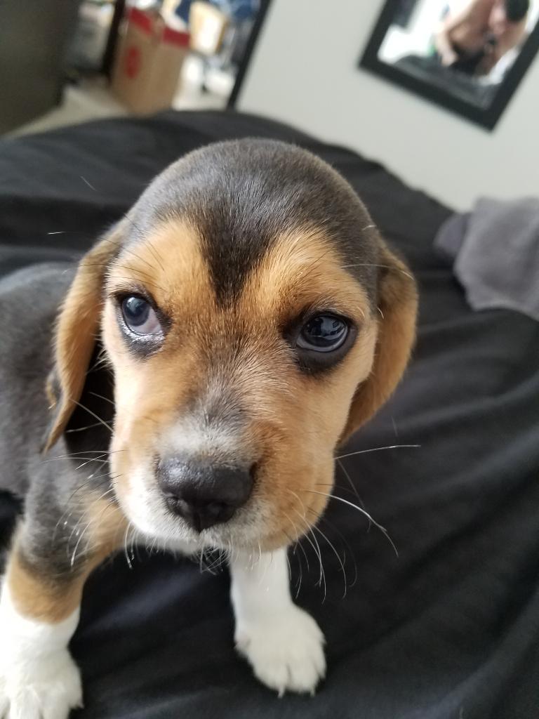 Hermoso Beagle Cachorrito