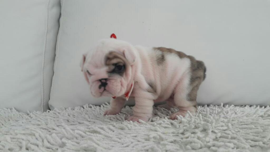 Hermoso Bulldog Ingles