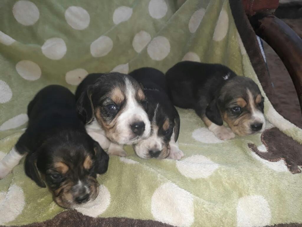 Hermosos Beagle